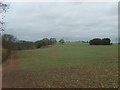 Bullmeadow Coppice