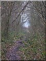 The River Ravensbourne - East Branch, tributary in Clay Wood (2)