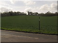 Footpath to Sandbank Wood