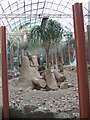 Tropical World - in the Desert House (with Meerkats)