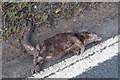 Dead Otter - Victim of the modern world and their own success