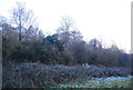 Bushes in Vinters Valley Nature Reserve