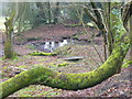 Roadside Pond, Coldharbour