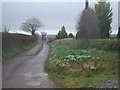 Green Lane and snowdrops