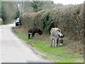 Donkeys near Blissford