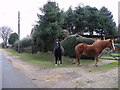 New Forest Ponies near Frogham