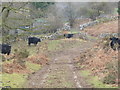 Welsh Black Cattle