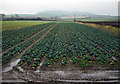 Cabbage field near Comber