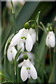 Snowdrops, Myddelton House Gardens, Bulls Cross, Enfield