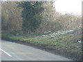 Snowdrops on the roadside bank opposite Tadmarton Lodge