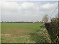 Field of Winter wheat beside the A1120