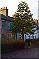 Monkey puzzle