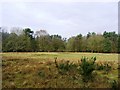 West Stow Heath SSSI