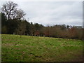 Woodland Burial site at Allesley