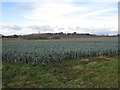 Growing leeks at Besthorpe