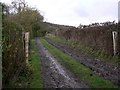 Track on edge of Spollycombe Copse