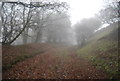 Misty track up The Wilderness