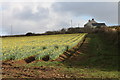 Daffodils at Little Carvolth