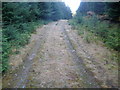 NN3283 : Track in the forest above Gleann Glas Dhoire by John Ferguson