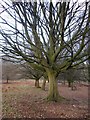 Hornbeam trees, Broomfield Hill, Richmond Park