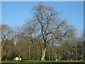 Oak Tree in field in Old Hawkinge