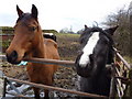 Ponies at a gate