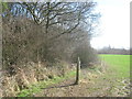 Footpath into Long Wood