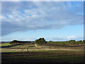 NT6281 : East Lothian Landscape : Shelterbelts at Lochhouses Links by Richard West