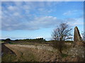 NT6281 : East Lothian Landscape : The Shelterbelts at Lochhouses Links - Seen From The Ruin On The Northern Edge Of Brownrig Wood by Richard West