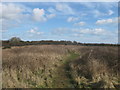 Footpath on Coney Hill