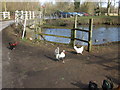 Rooster and hens by the river in Fakenham