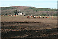 Cattle at Bruceland