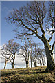 NT5176 : Beech trees on Barney Hill by Walter Baxter