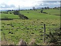 Pasture with molehills