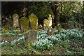 Pushing up the Snowdrops