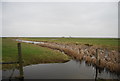 TQ7577 : Reeds in Cliffe Fleet, Cliffe Marshes by N Chadwick