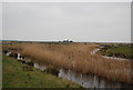 TQ7578 : Reeds in Cliffe Fleet by N Chadwick