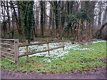 TL2923 : Snowdrops, Benington, Hertfordshire by Christine Matthews