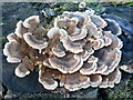 NO6366 : Stump Fungus by Liz Gray