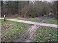 Crosstracks in Alice Holt Forest