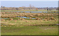 River Avon Water Meadows