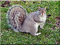 Eastham Country Park, Squirrel