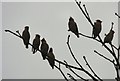 Seven waxwing silhouettes