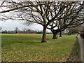 Trees in West Green Park