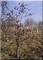 Common Alder on Brindley Meadow