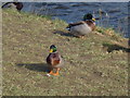 Ducks on the river bank