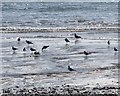 J2811 : Birds on the beach near Sandilands Caravan Park by Eric Jones