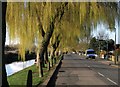 Canal Side, Beeston Rylands