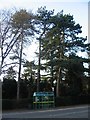 Scots pines and bus shelter