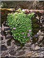 Wall with flowers on Waverley Lane